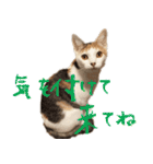 茶白猫と三毛猫の写真スタンプ（個別スタンプ：12）