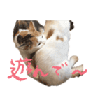 茶白猫と三毛猫の写真スタンプ（個別スタンプ：13）