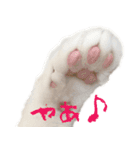 茶白猫と三毛猫の写真スタンプ（個別スタンプ：14）