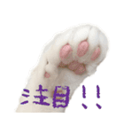 茶白猫と三毛猫の写真スタンプ（個別スタンプ：15）