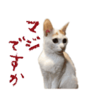 茶白猫と三毛猫の写真スタンプ（個別スタンプ：17）
