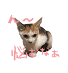 茶白猫と三毛猫の写真スタンプ（個別スタンプ：18）