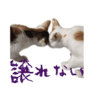 茶白猫と三毛猫の写真スタンプ（個別スタンプ：19）