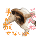 茶白猫と三毛猫の写真スタンプ（個別スタンプ：20）