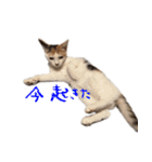 茶白猫と三毛猫の写真スタンプ（個別スタンプ：21）