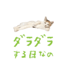 茶白猫と三毛猫の写真スタンプ（個別スタンプ：23）