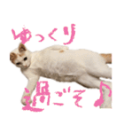 茶白猫と三毛猫の写真スタンプ（個別スタンプ：24）