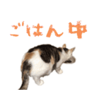 茶白猫と三毛猫の写真スタンプ（個別スタンプ：25）