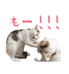 茶白猫と三毛猫の写真スタンプ（個別スタンプ：27）