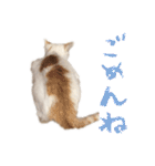 茶白猫と三毛猫の写真スタンプ（個別スタンプ：28）