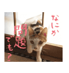 茶白猫と三毛猫の写真スタンプ（個別スタンプ：29）