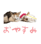 茶白猫と三毛猫の写真スタンプ（個別スタンプ：31）