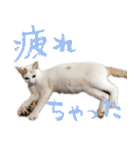 茶白猫と三毛猫の写真スタンプ（個別スタンプ：32）