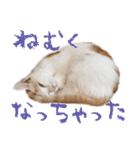 茶白猫と三毛猫の写真スタンプ（個別スタンプ：33）