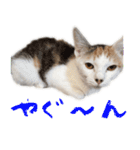 茶白猫と三毛猫の写真スタンプ（個別スタンプ：35）