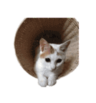 茶白猫と三毛猫の写真スタンプ（個別スタンプ：39）