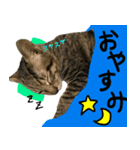 親子猫の可愛い毎日（個別スタンプ：1）