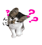 親子猫の可愛い毎日（個別スタンプ：2）