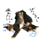 親子猫の可愛い毎日（個別スタンプ：3）