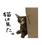 親子猫の可愛い毎日（個別スタンプ：4）