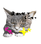 親子猫の可愛い毎日（個別スタンプ：6）