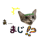 親子猫の可愛い毎日（個別スタンプ：7）