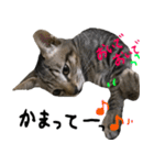 親子猫の可愛い毎日（個別スタンプ：8）