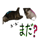 親子猫の可愛い毎日（個別スタンプ：10）
