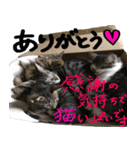 親子猫の可愛い毎日（個別スタンプ：11）