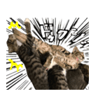 親子猫の可愛い毎日（個別スタンプ：12）