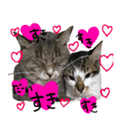 親子猫の可愛い毎日（個別スタンプ：13）