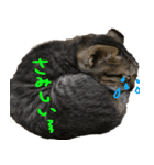 親子猫の可愛い毎日（個別スタンプ：16）