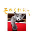 表情豊かな猫さん達（個別スタンプ：5）