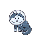 Little Husky（個別スタンプ：13）