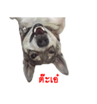Suriya Dog（個別スタンプ：1）