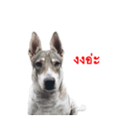 Suriya Dog（個別スタンプ：2）
