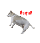 Suriya Dog（個別スタンプ：3）