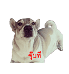 Suriya Dog（個別スタンプ：4）