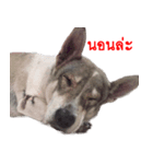 Suriya Dog（個別スタンプ：5）