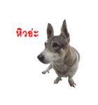 Suriya Dog（個別スタンプ：6）