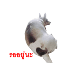 Suriya Dog（個別スタンプ：7）