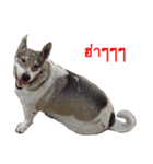 Suriya Dog（個別スタンプ：8）