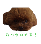 我が家の栗太郎（個別スタンプ：4）