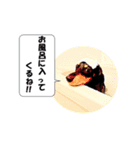 油絵風実写ミニチュアダックスフンド Vo1（個別スタンプ：1）