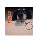 油絵風実写ミニチュアダックスフンド Vo1（個別スタンプ：5）
