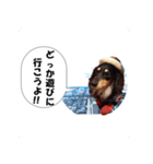 油絵風実写ミニチュアダックスフンド Vo1（個別スタンプ：6）