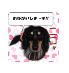 油絵風実写ミニチュアダックスフンド Vo1（個別スタンプ：8）