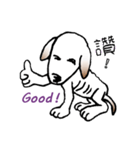 Stray dog-Ho Home（個別スタンプ：25）
