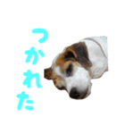 うちの「わむこ」（個別スタンプ：5）