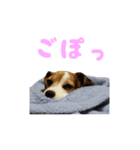 うちの「わむこ」（個別スタンプ：8）